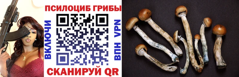 Псилоцибиновые грибы Psilocybe  Чадан 